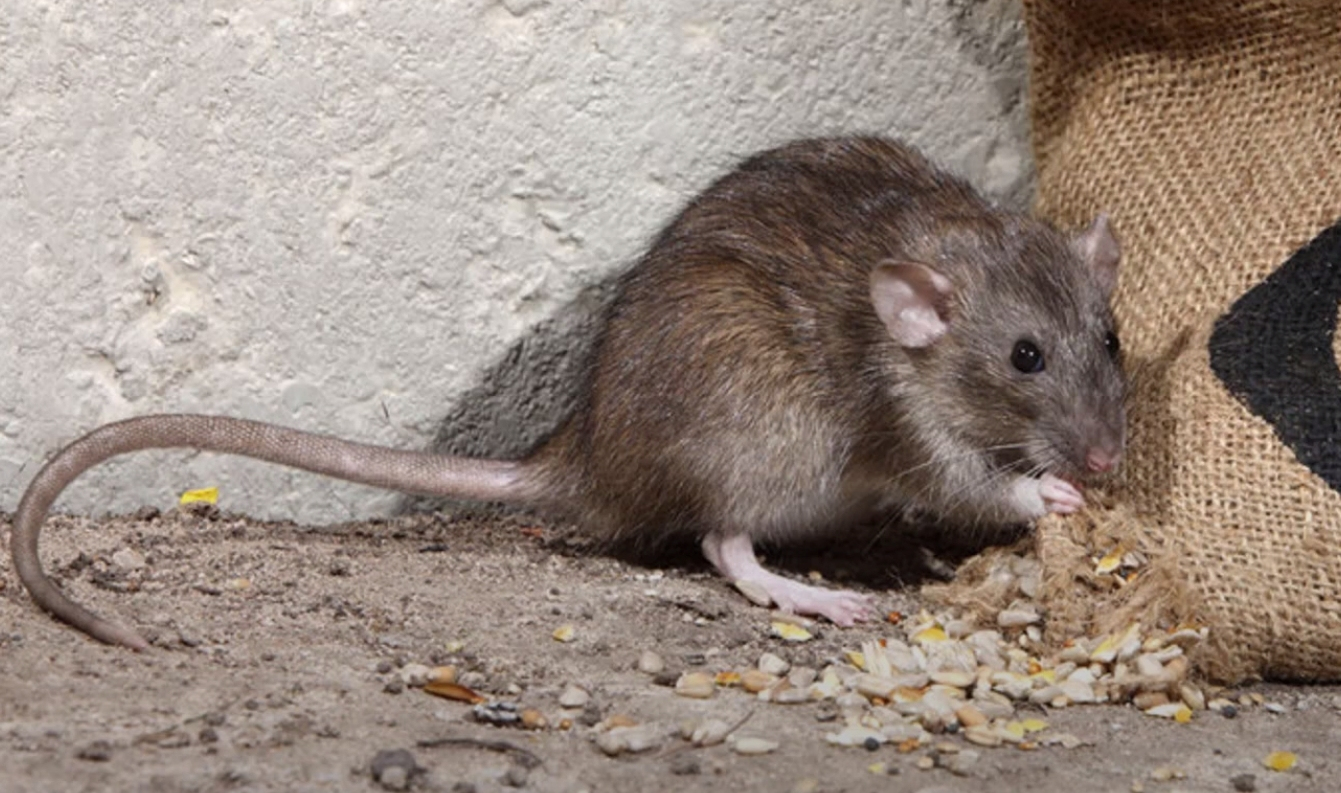 Уничтожение мышей, крыс в Екатеринбурге
