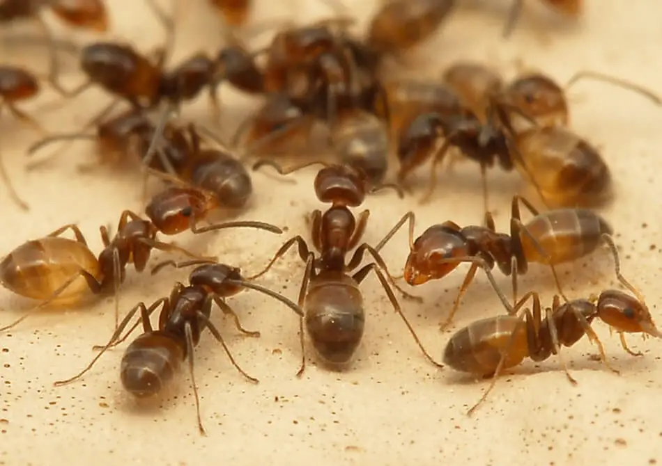 Уничтожение муравьев в Екатеринбурге