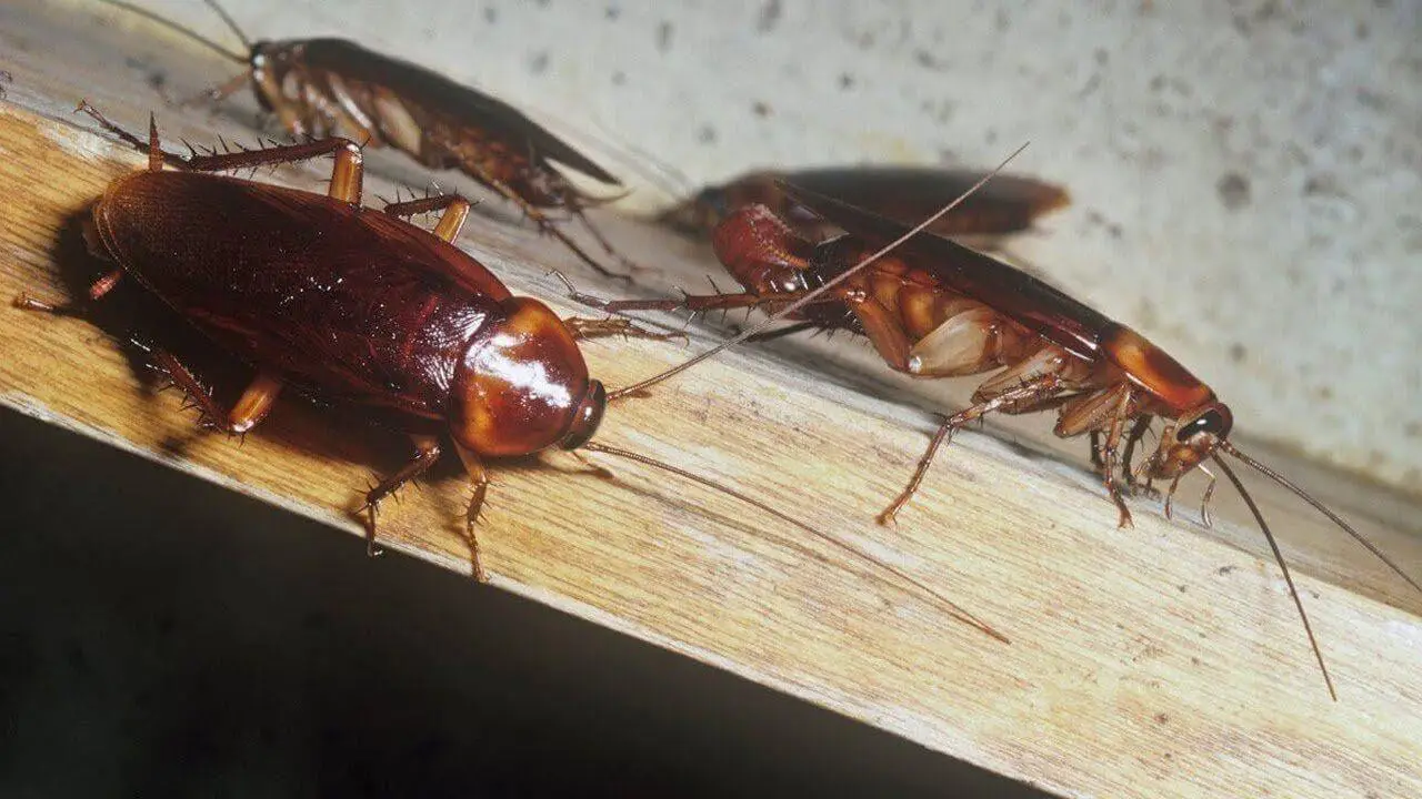 Уничтожение тараканов в Екатеринбурге